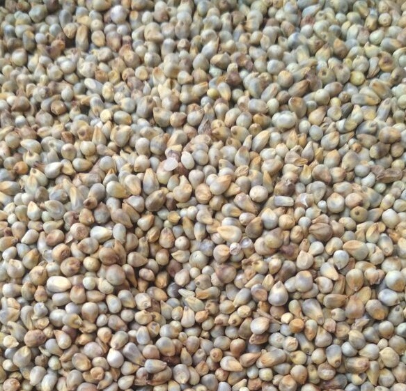 GREEN MILLET (ANIMAL FEED)