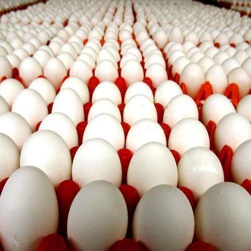 Hatching Boiler Chicken Eggs