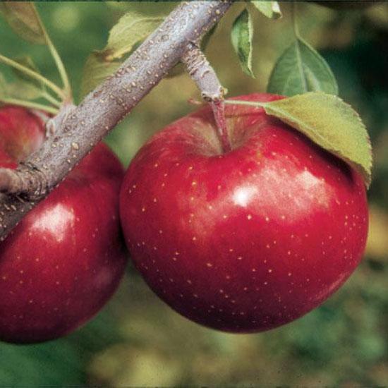RED FUJI APPLE