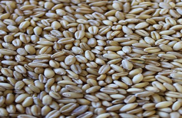 BUCKWHEAT HULL