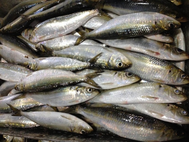 Frozen Sardin Fish