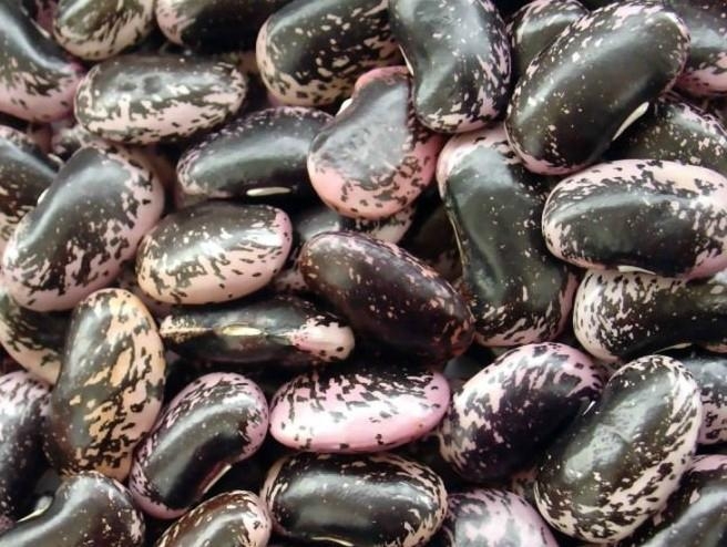 Black speckled kidney bean