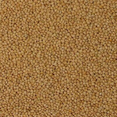 Hulled White Millet