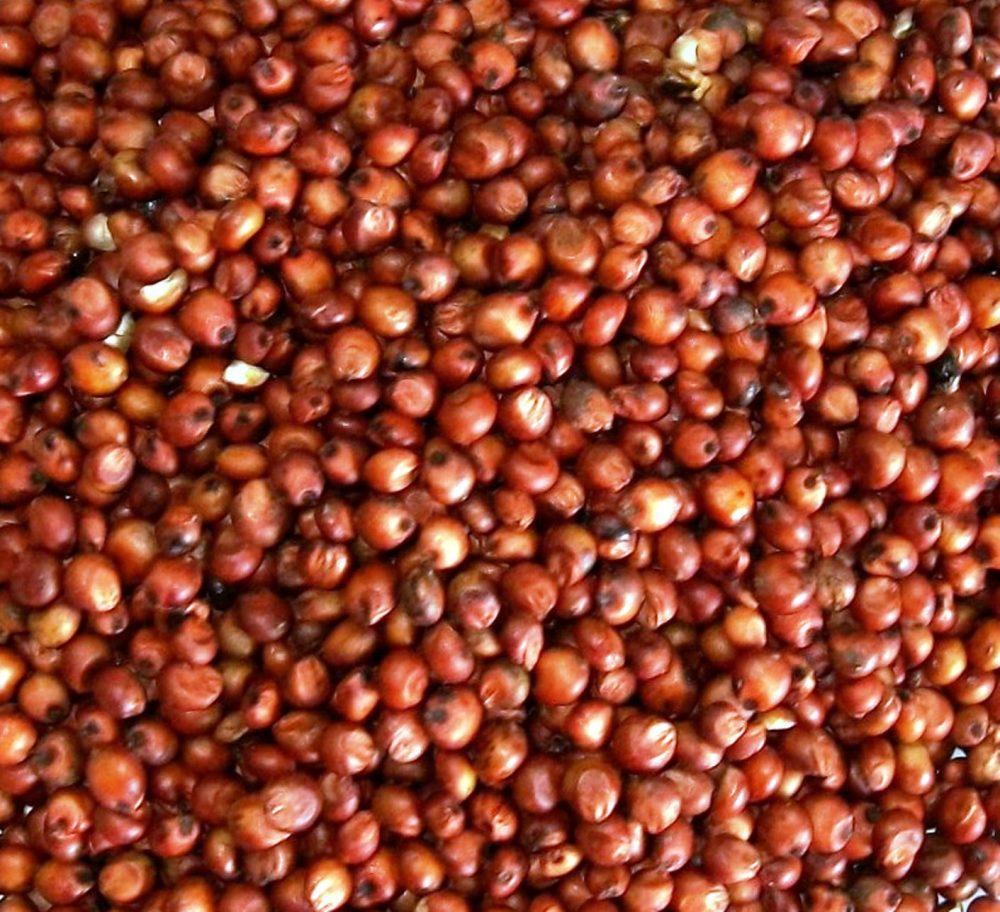 Red Sorghum