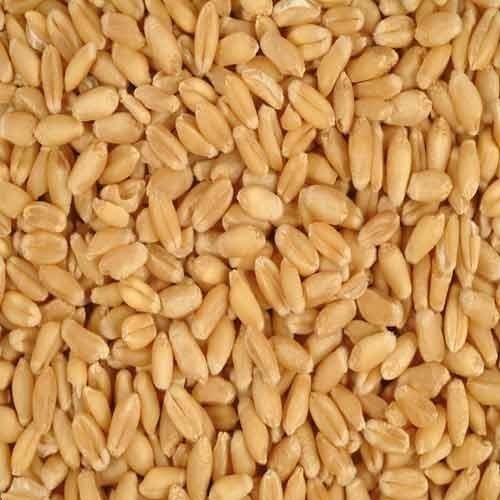 FEED WHEAT- GRADE 1
