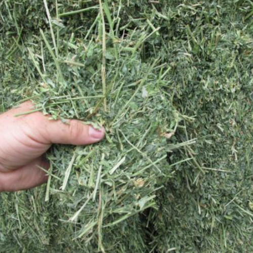 Alfalfa Hay