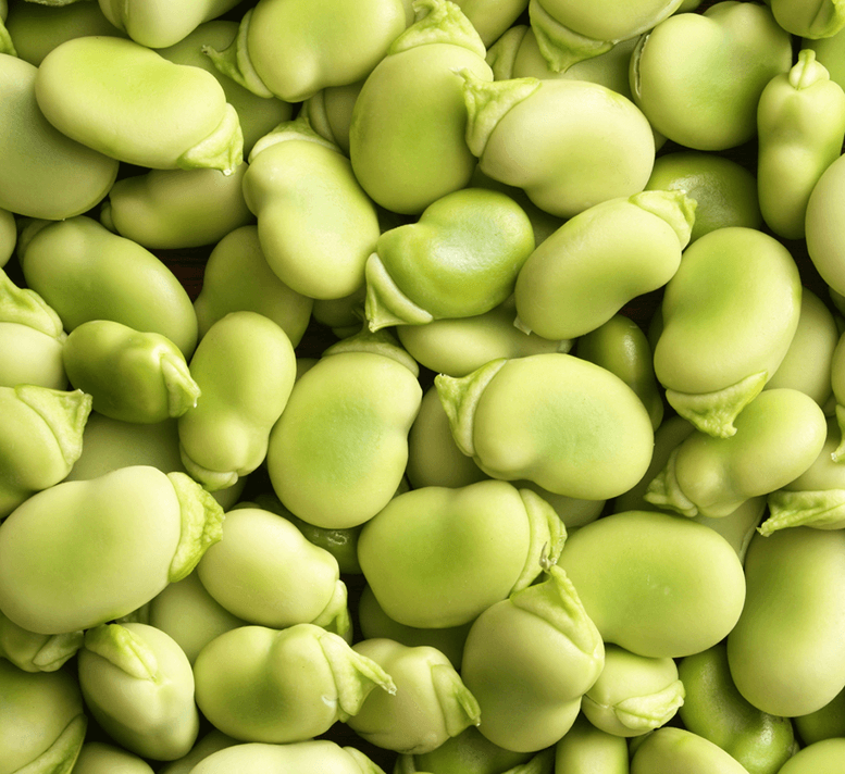 Broad Bean