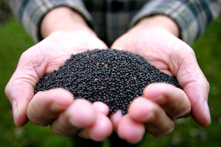 Canola seeds