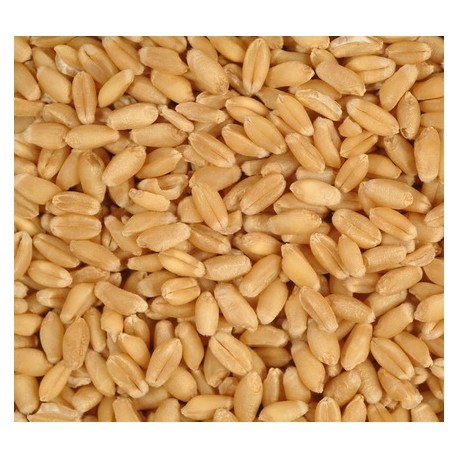 DURUM WHEAT