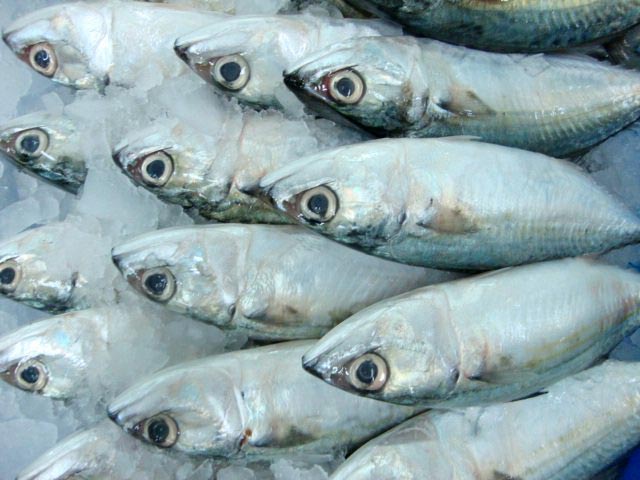 Frozen Mackerel Salmon Fish