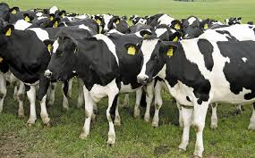 Cattle