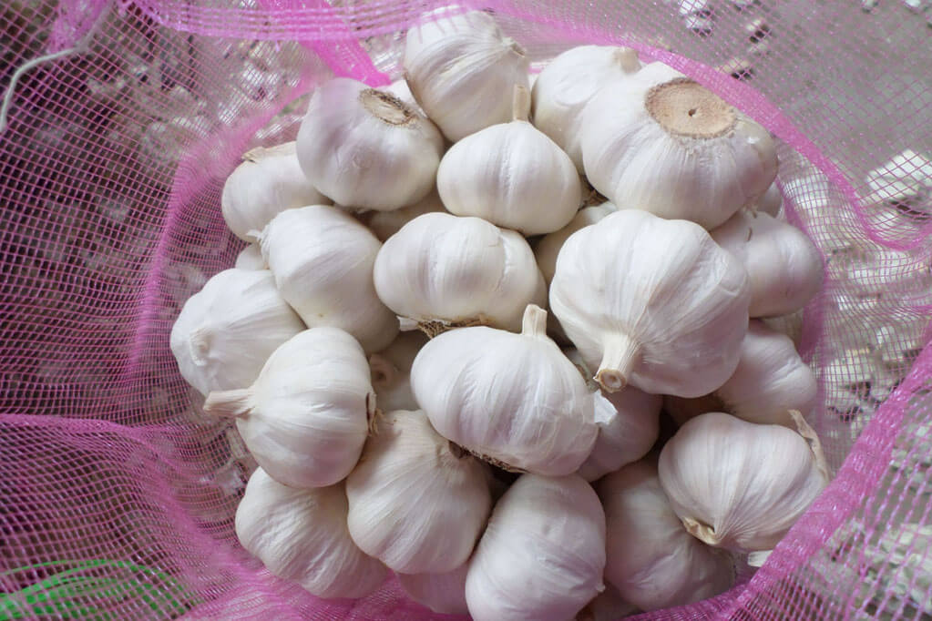 Normal white garlic
