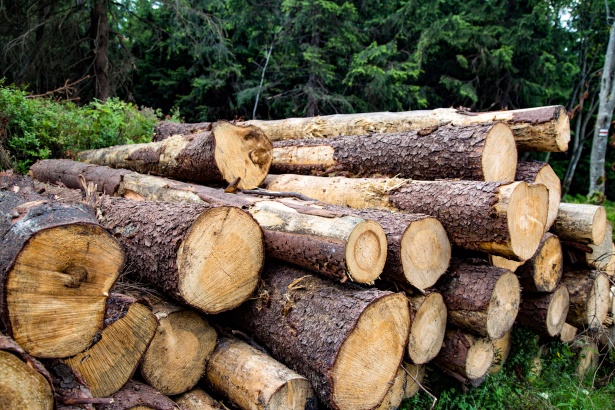 Pine Firewood