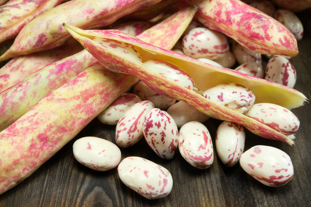 LIGHT SPECKLED KIDNEY BEANS (AMERICAN ROUND/CRANBERRY)